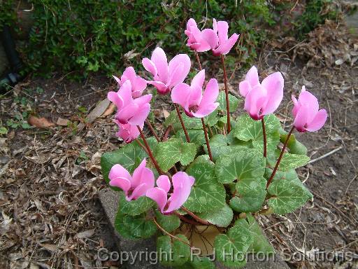 Cyclamen pink 